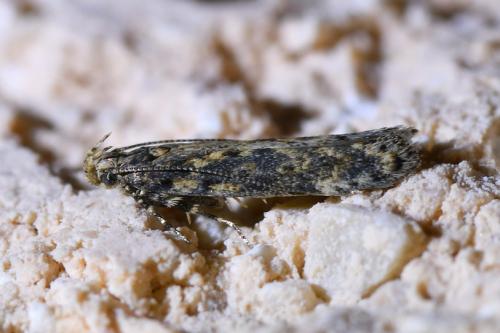 Réf. 308 149 : Scrobipalpa ocellatella